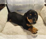 Small #10 Dachshund