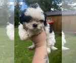 Puppy Moriah Shih Tzu