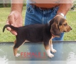 Small #22 Beagle