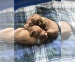 Small Photo #2 Goldendoodle Puppy For Sale in SUGAR LAND, TX, USA