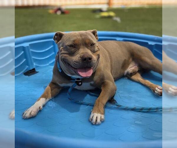 Medium Photo #1 Mutt Puppy For Sale in Las Vegas, NV, USA