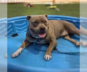 Mutt Dogs for adoption in Las Vegas, NV, USA