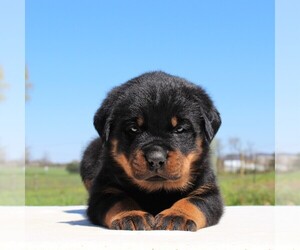 Rottweiler Puppy for sale in NEWVILLE, PA, USA