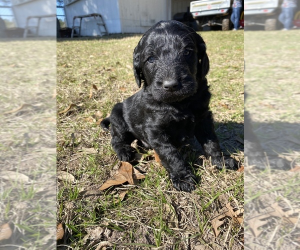 Medium Photo #7 Labradoodle Puppy For Sale in HOCKLEY, TX, USA