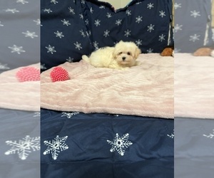 Maltese-Poodle (Toy) Mix Puppy for sale in BENSON, NC, USA