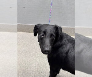 Labrador Retriever-Unknown Mix Dogs for adoption in Las Vegas, NV, USA