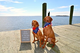 Vizsla Puppy for sale in CLEMENTS, MD, USA