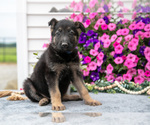 Small Photo #21 German Shepherd Dog Puppy For Sale in GRABILL, IN, USA