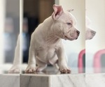 Small Photo #1 American Bully Puppy For Sale in STOCKTON, CA, USA