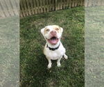 Small #1 Mutt