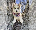 Small #7 Pomsky