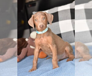 Doberman Pinscher-Unknown Mix Dogs for adoption in Brewster, NY, USA