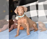 Small Doberman Pinscher Mix