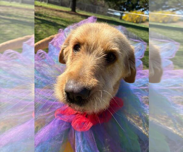 Medium Photo #2 Mutt Puppy For Sale in Front Royal, VA, USA