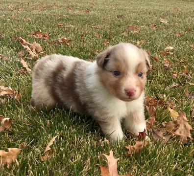 Medium Photo #6 Australian Shepherd Puppy For Sale in ROBERTS, IL, USA