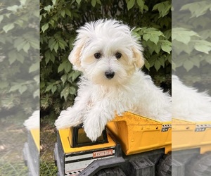Maltese Puppy for sale in MIDDLEBURY, IN, USA