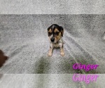 Puppy 7 Beagle-Bluetick Coonhound Mix