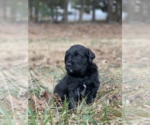 Australian Shepherd-Goldendoodle Mix Puppy for sale in WESTMINSTER, MD, USA