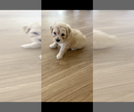 Small #1 Morkie Poo (Toy)