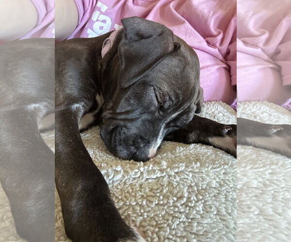 Medium Photo #7 American Pit Bull Terrier-Unknown Mix Puppy For Sale in Hillsboro, MO, USA