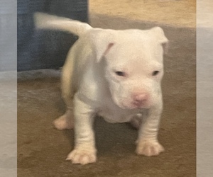 American Bully-American Pit Bull Terrier Mix Puppy for sale in AIKEN, SC, USA