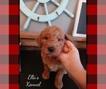 Small Photo #10 Poodle (Standard) Puppy For Sale in BRADFORDSVILLE, KY, USA