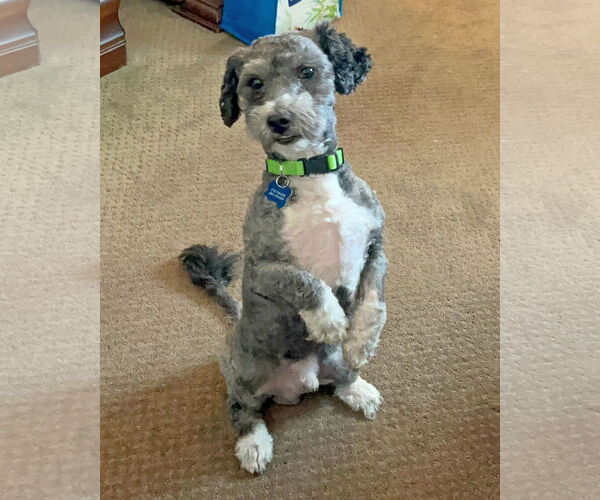 Medium Photo #5 Poodle (Miniature)-Unknown Mix Puppy For Sale in Corona, CA, USA