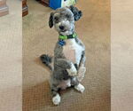 Small #4 Poodle (Miniature) Mix