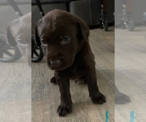 Labrador Retriever Puppy for sale in OSYKA, MS, USA
