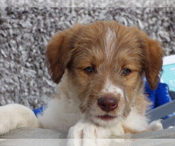 Medium Photo #3 Bordoodle Puppy For Sale in OLATHE, CO, USA