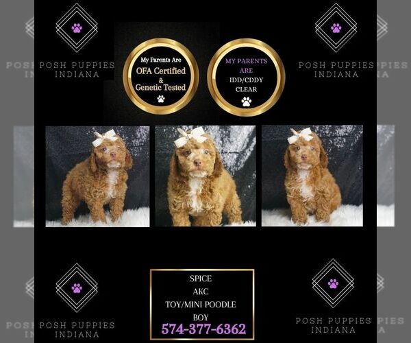 Medium Photo #1 Poodle (Toy) Puppy For Sale in WARSAW, IN, USA