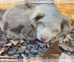 Small #3 Cocker Spaniel