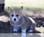 Puppy Puppy 5 American Corgi