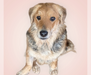 Golden Retriever-Unknown Mix Dogs for adoption in Rockville, MD, USA
