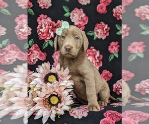 Labrador Retriever Puppy for sale in KINZERS, PA, USA