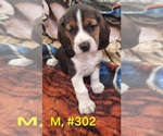 Litter of 7 - Male(s) and Female(s) Bagle HoundLitter of Puppies for Sale - Photo #8
