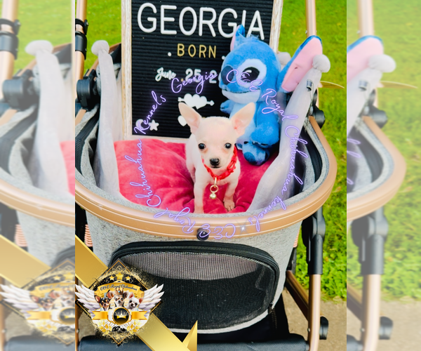 Medium Photo #12 Chihuahua Puppy For Sale in ATHENS, GA, USA