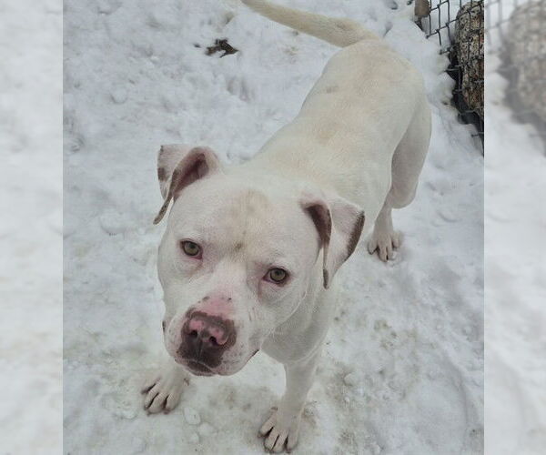 Medium Photo #2 Mutt Puppy For Sale in Decatur, IL, USA