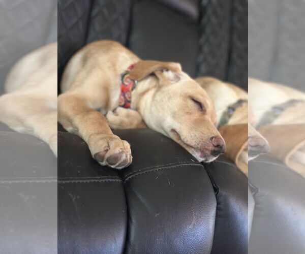 Medium Photo #2 Shepradors Puppy For Sale in Princeton, MN, USA