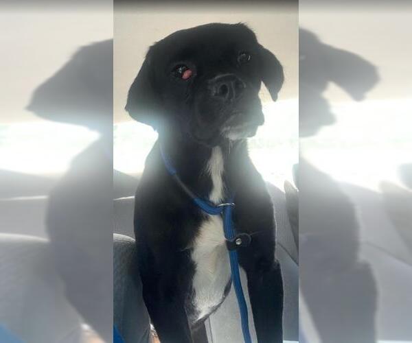 Medium Photo #1 Bulldog-Labrador Retriever Mix Puppy For Sale in San Antonio, TX, USA