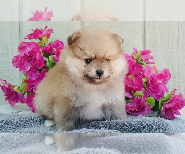 Medium Photo #1 Pomeranian Puppy For Sale in BEVERLY HILLS, CA, USA