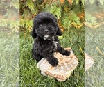 Small #1 Cavapoo