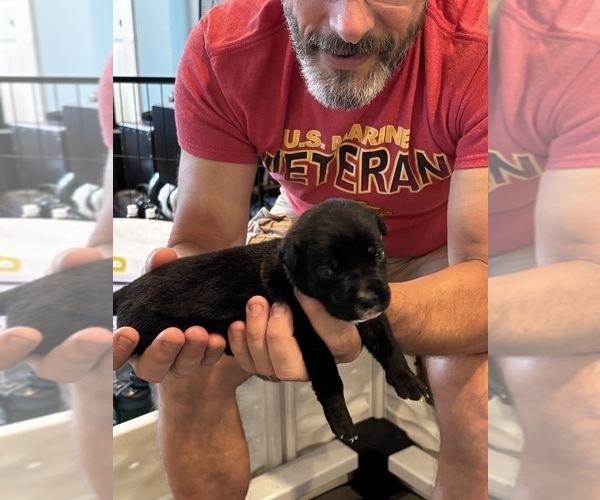 Medium Photo #60 Cane Corso Puppy For Sale in REEVESVILLE, SC, USA