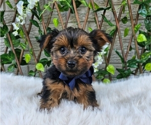 Yorkshire Terrier Puppy for sale in INDIANAPOLIS, IN, USA