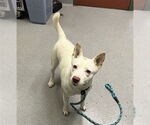 Small #1 Australian Kelpie Mix