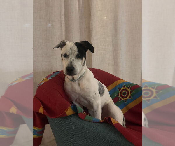 Medium Photo #8 American Pit Bull Terrier-Unknown Mix Puppy For Sale in Raleigh, NC, USA