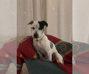 Heily - Female American Pit Bull Terrier-Unknown Mix Dog for Adoption - Photo #8