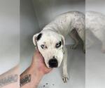 Small American Pit Bull Terrier Mix