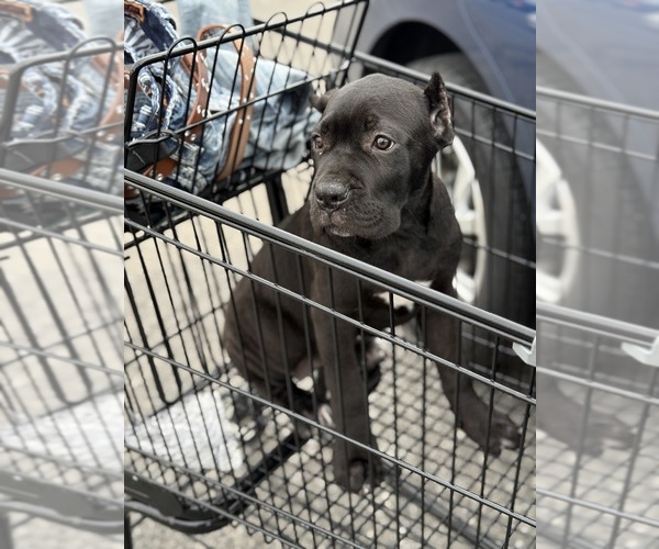 Medium Photo #12 Cane Corso Puppy For Sale in ANDERSON, IN, USA