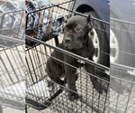 Small Photo #12 Cane Corso Puppy For Sale in ANDERSON, IN, USA